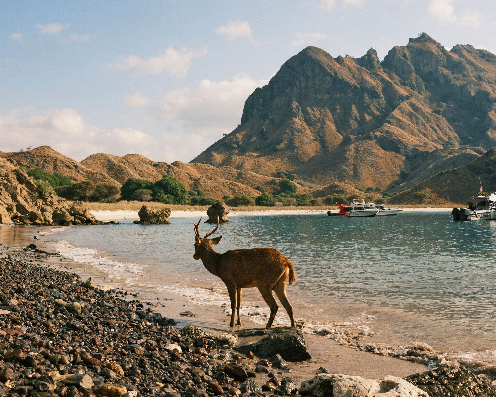 Flores & Komodo