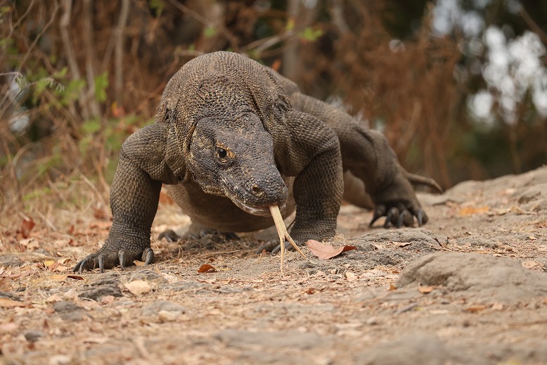 Flores & Komodo