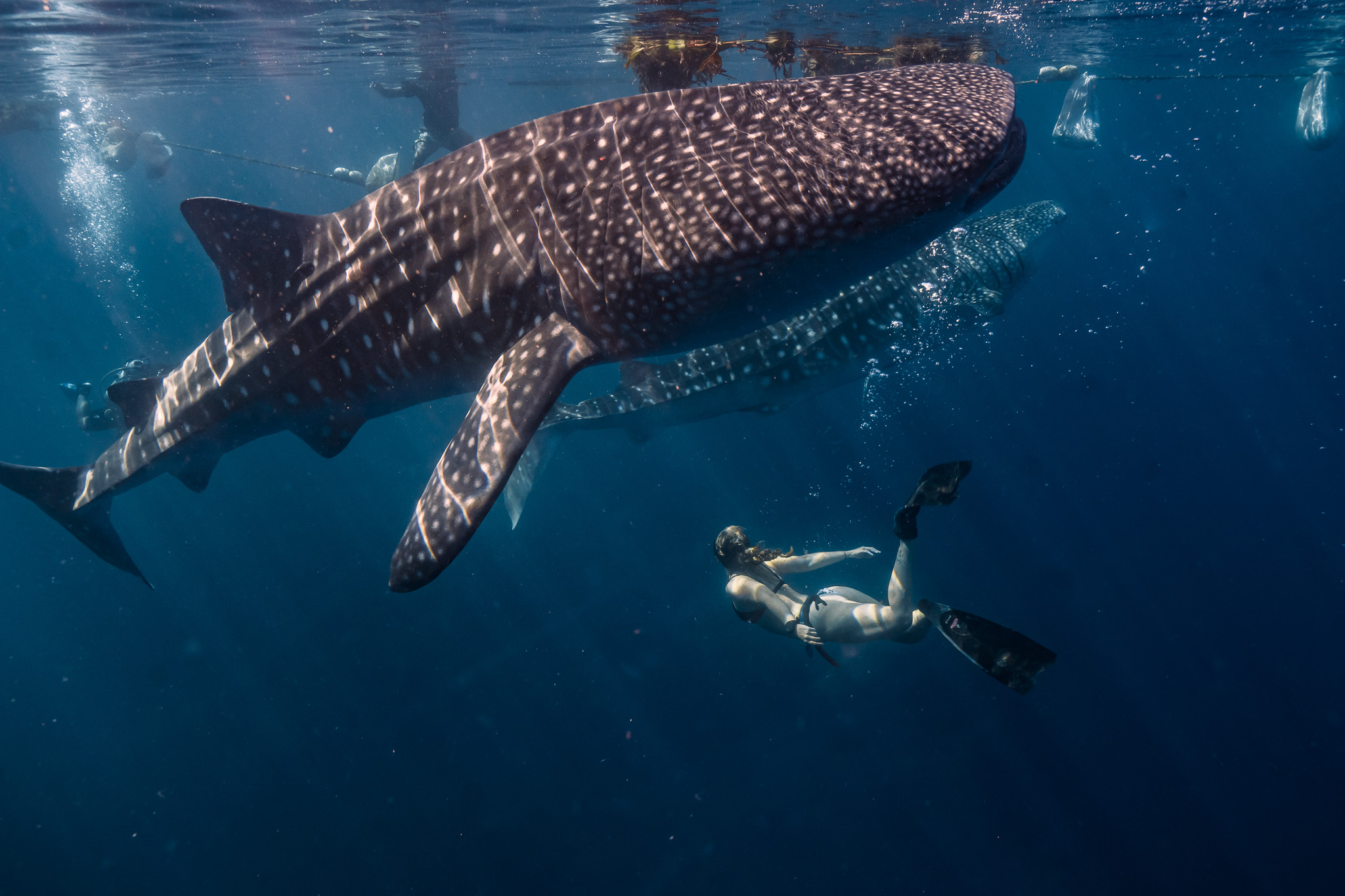 Whale Shark Experience in Saleh Bay