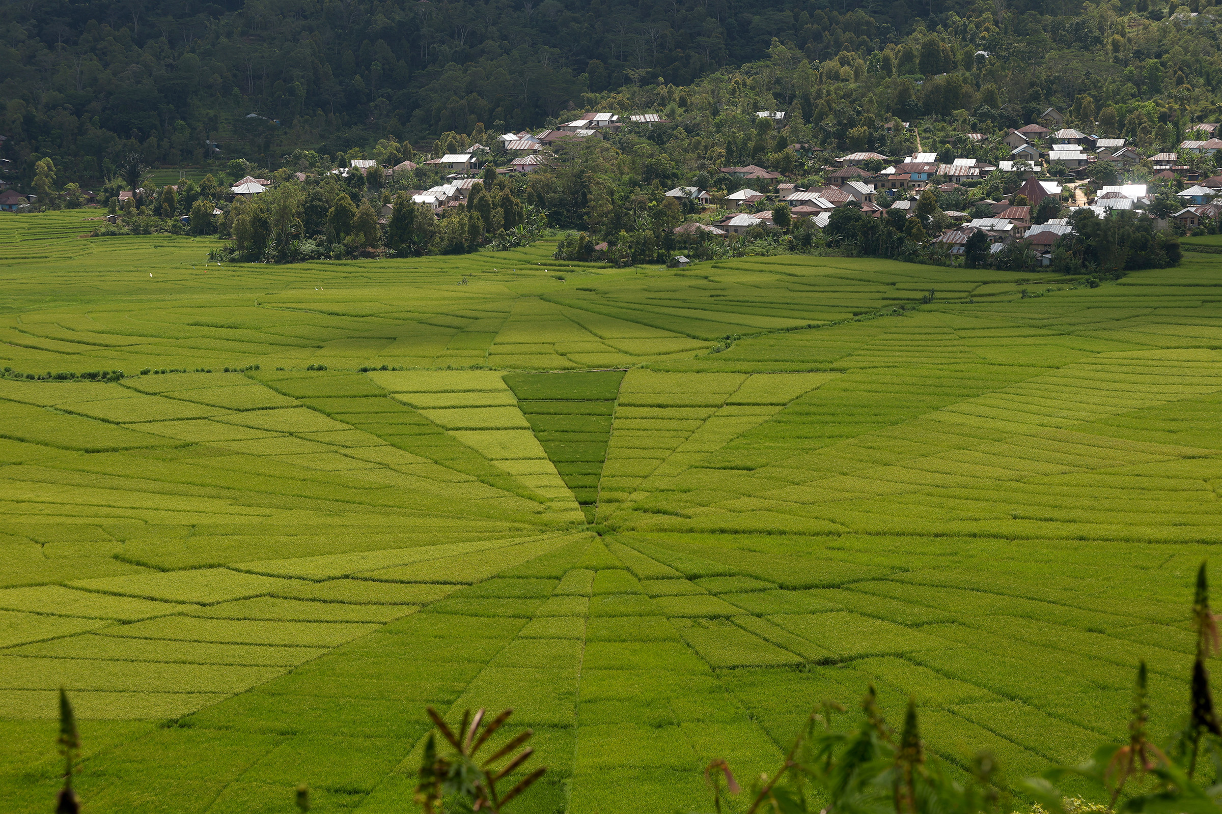 Lingko - Spider Web Rice Fields
