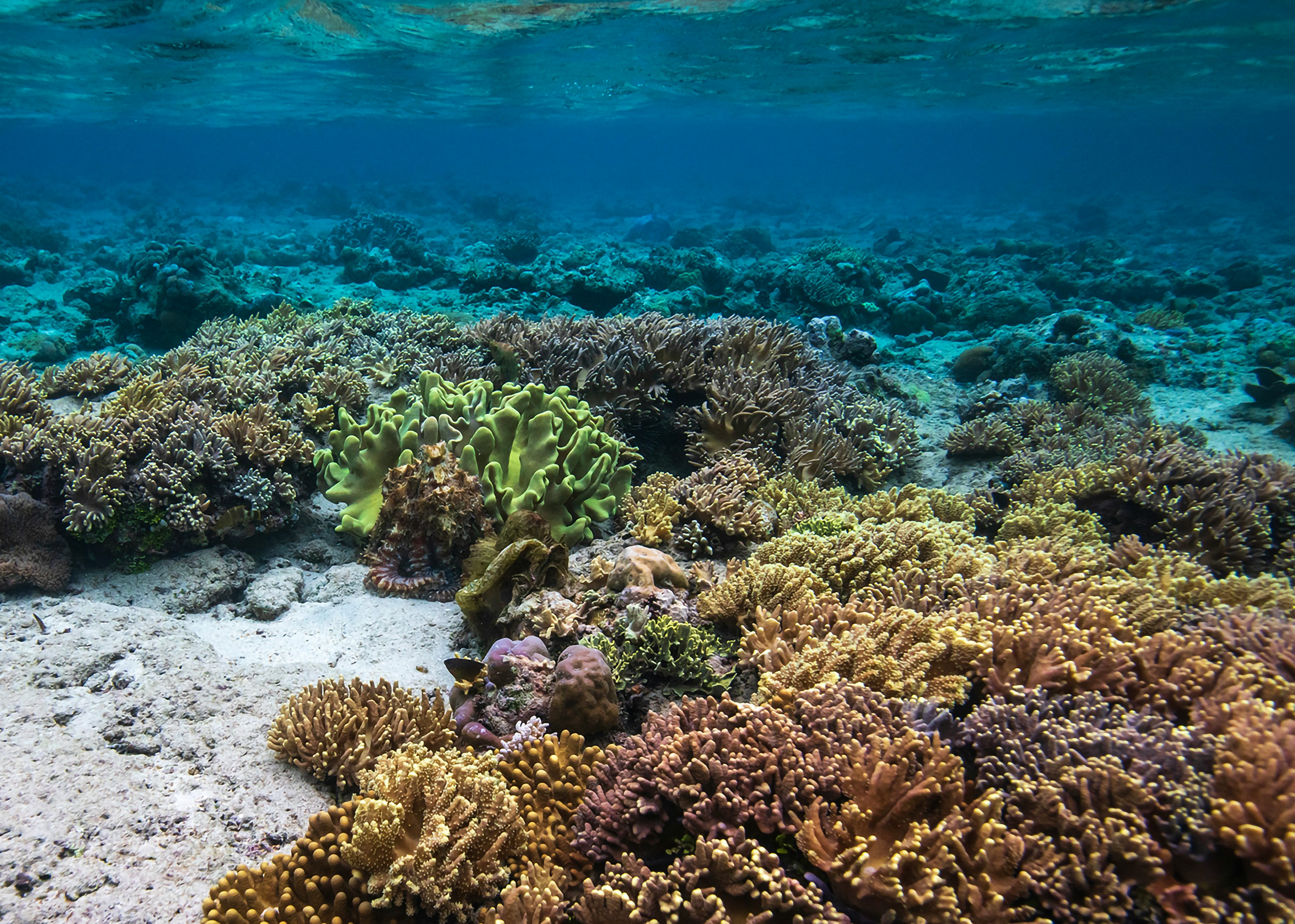 Bunaken National Park