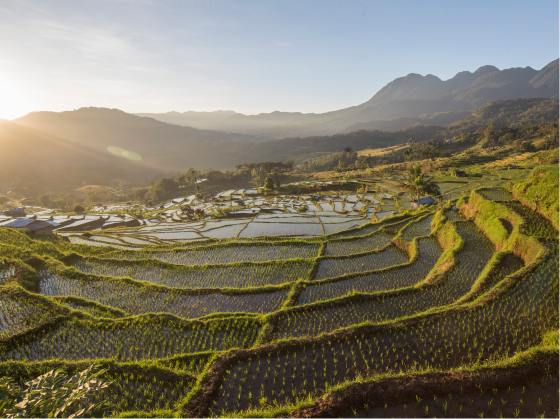 Ricefield Kampung Wohe