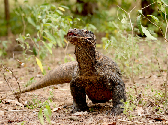 Komodo National Park